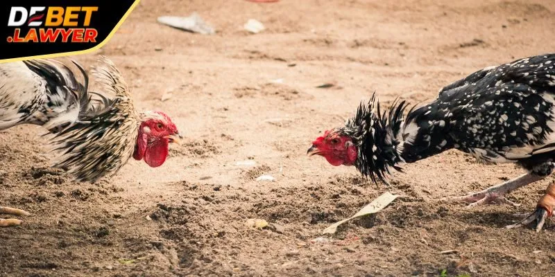 Đá gà Debet Peru